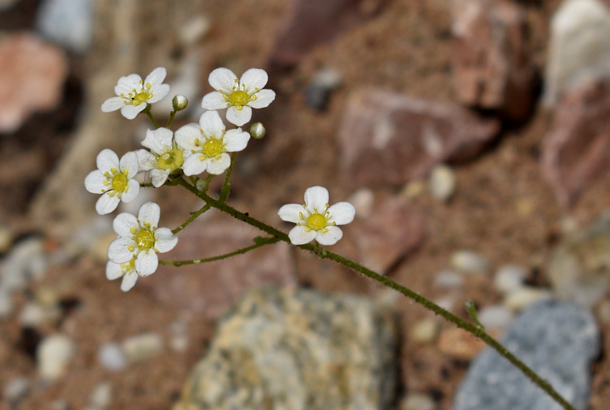 Изображение особи Saxifraga paniculata.