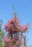 Tamarix ramosissima. Ветвь цветущего растения. Дагестан, Бабаюртовский р-н, берег Аграханского залива, заросли Tamarix spp. 1 июня 2022 г.