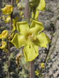 Verbascum undulatum. Цветок. Крым, Севастополь, бух. Казачья, степь. 28 мая 2010 г.