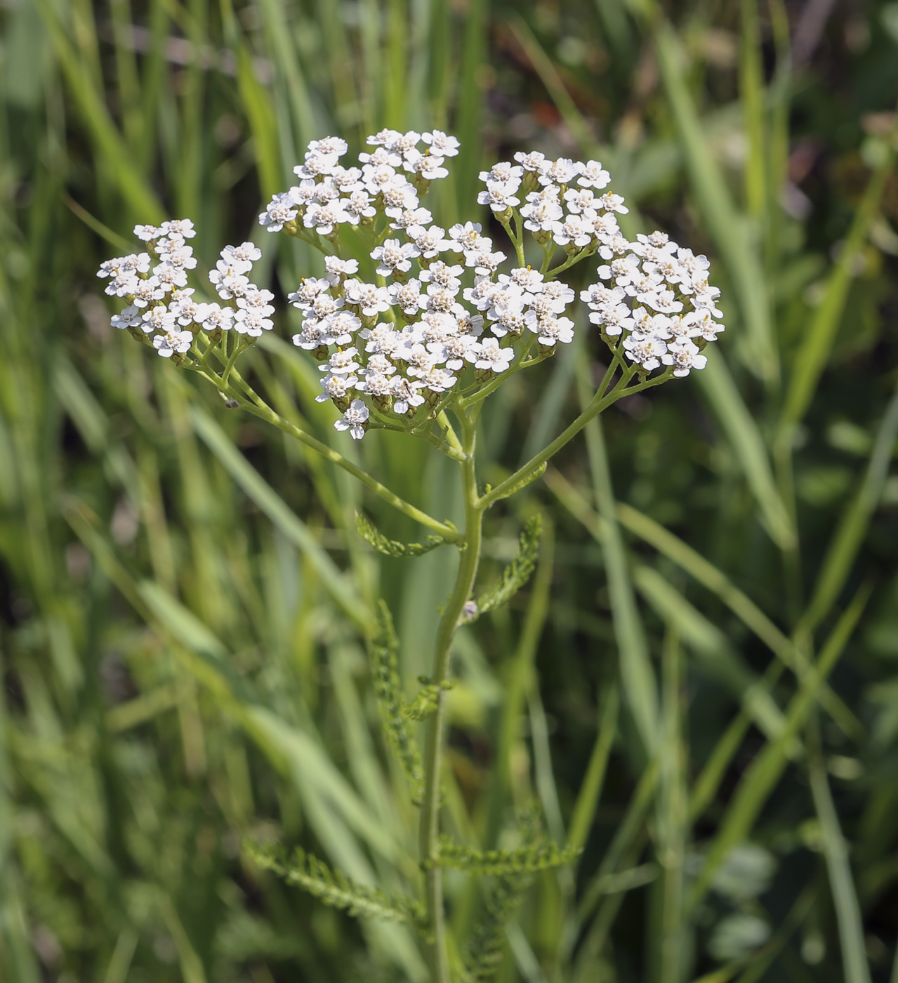 Изображение особи Achillea millefolium.