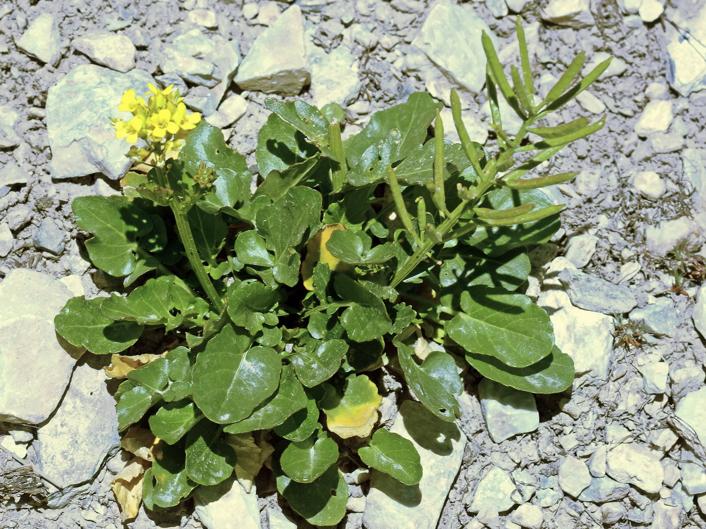 Изображение особи Barbarea vulgaris.
