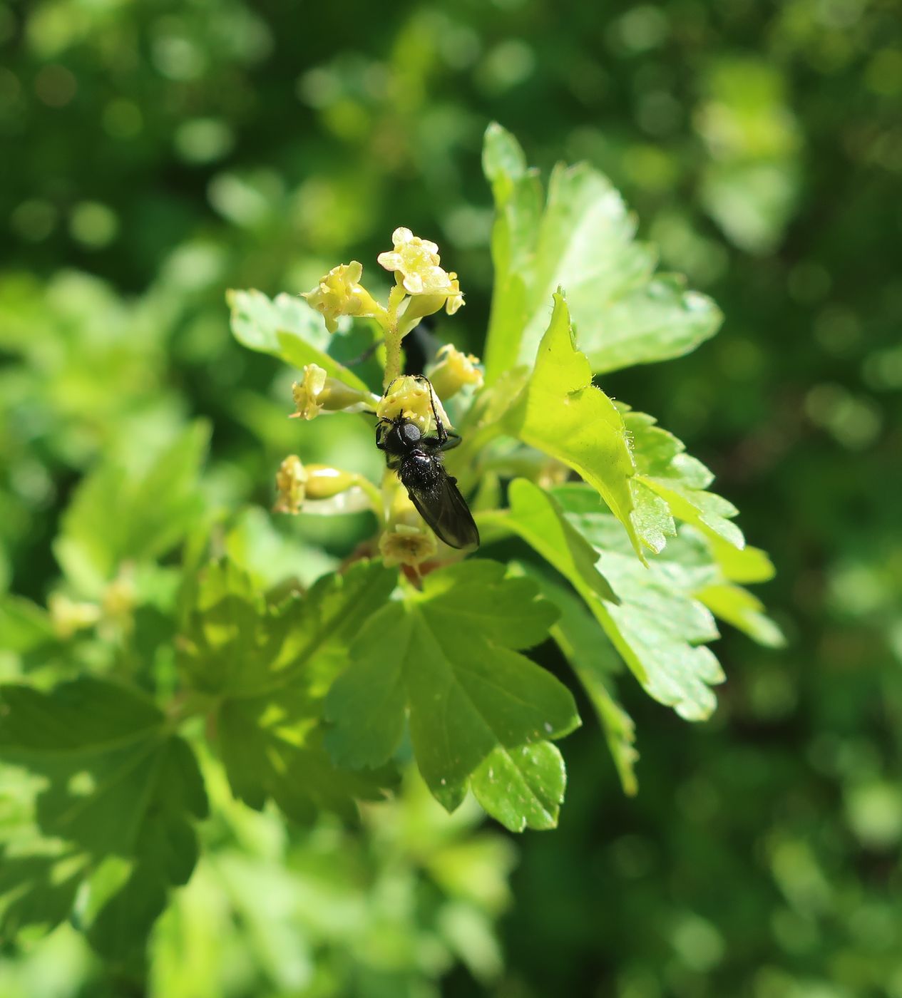 Изображение особи Ribes alpinum.