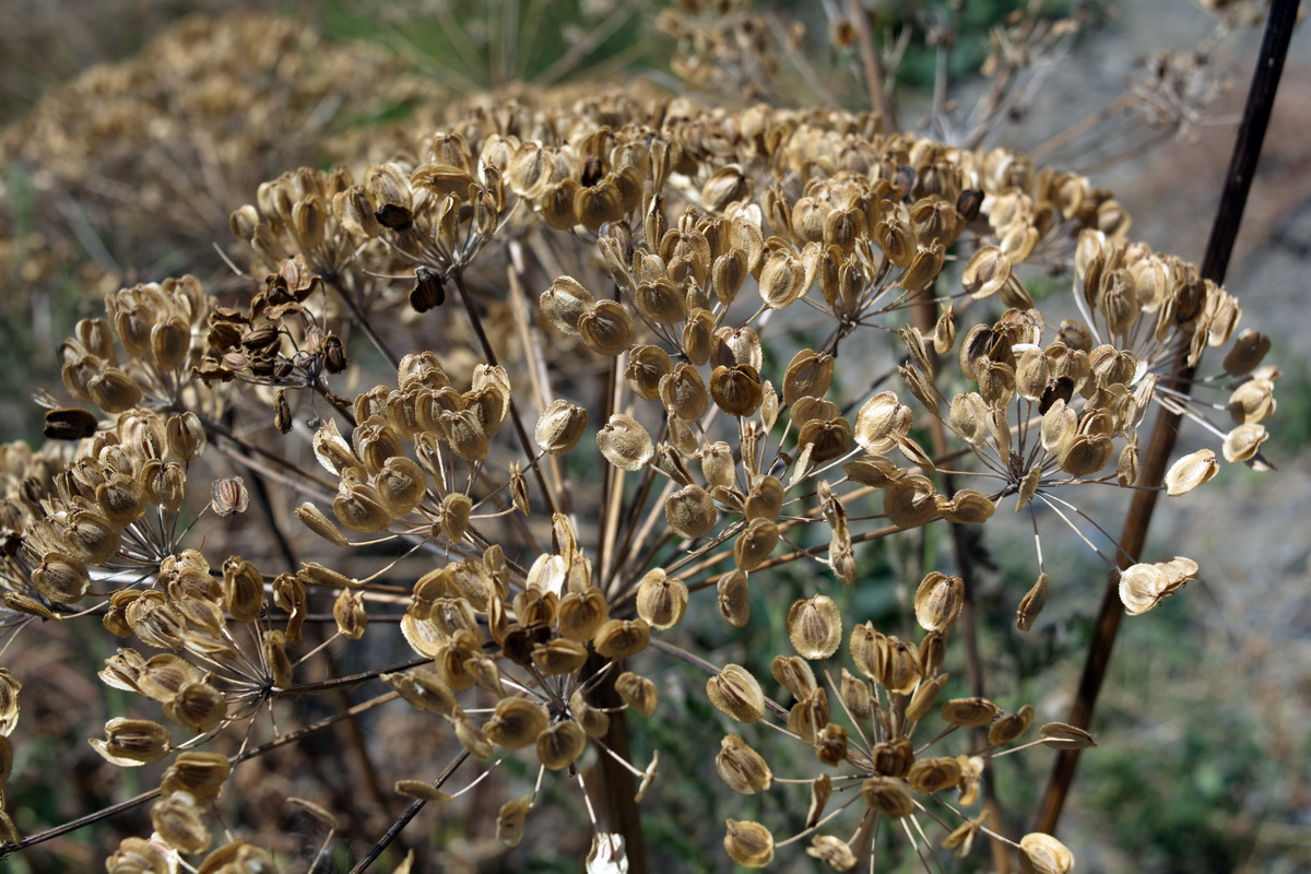 Image of genus Heracleum specimen.