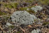 Cladonia rangiferina. Талломы. Марий Эл, Звениговский р-н, Кокшайск, сосновый лес. 16.08.2022.