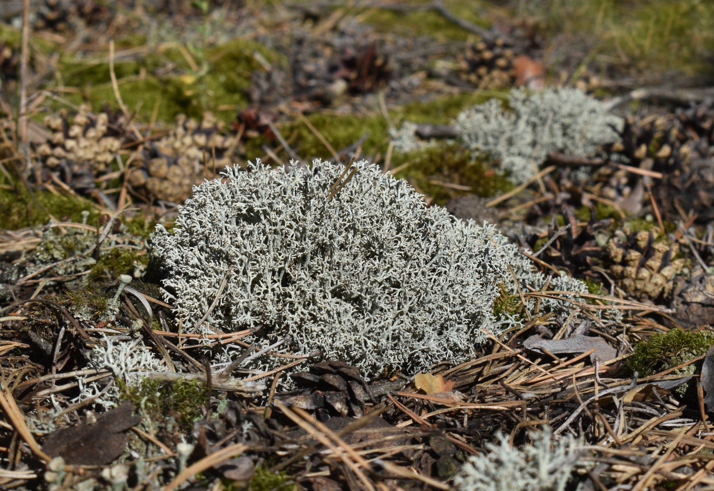 Image of Cladonia rangiferina specimen.