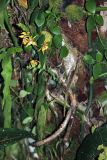 семейство Orchidaceae. Цветущее растение. Малайзия, штат Саравак, округ Мири, национальный парк «Мулу». 14.03.2015.