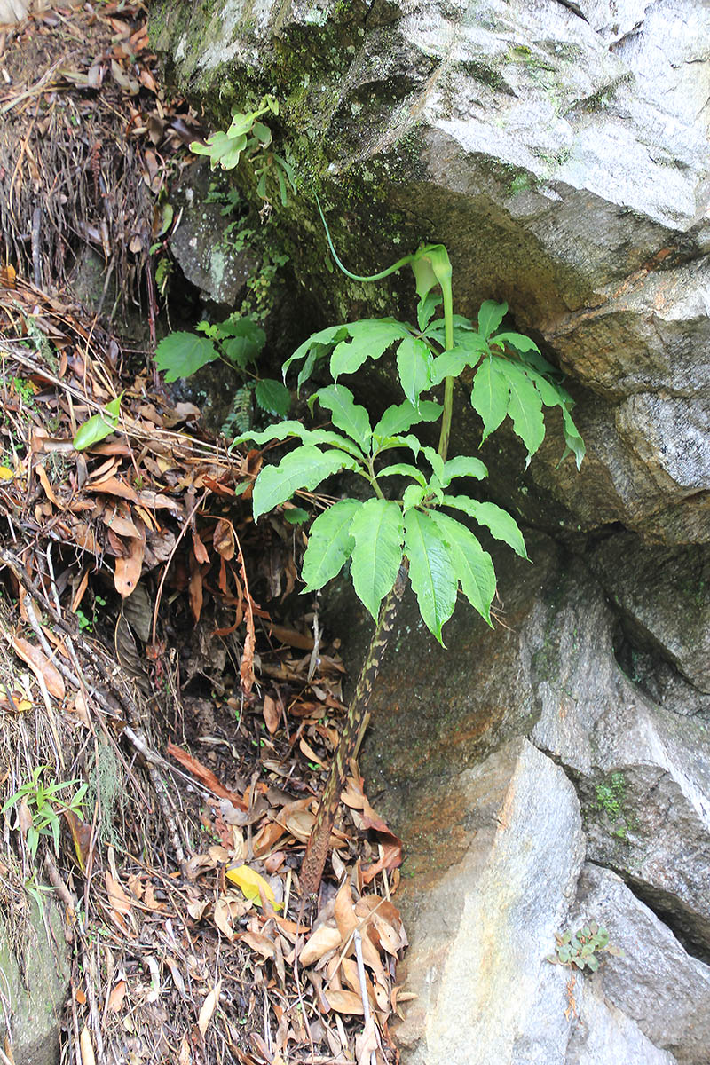 Image of Arisaema tortuosum specimen.