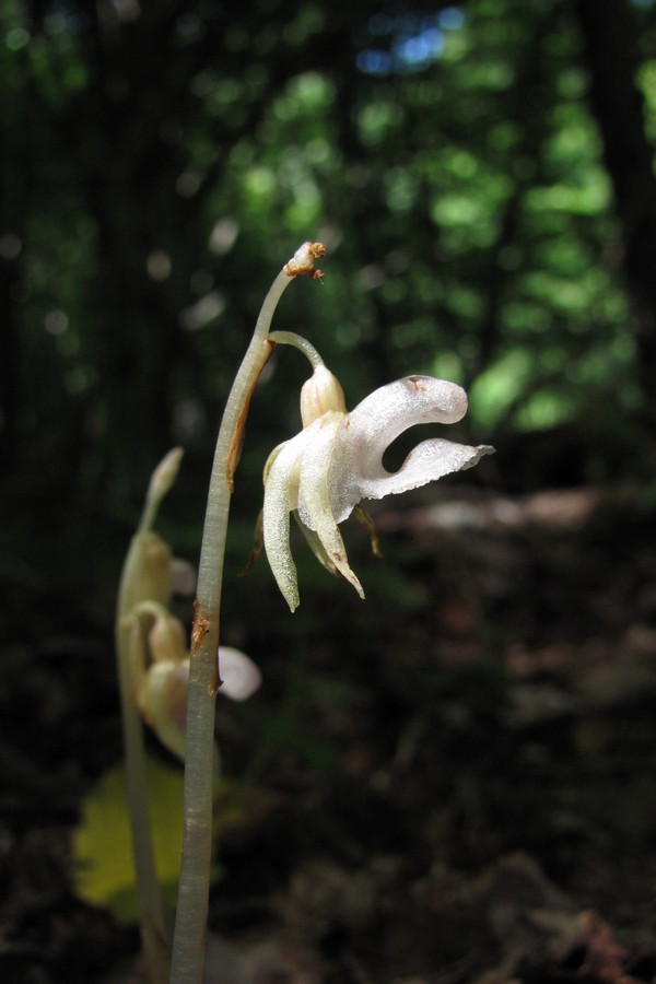 Image of Epipogium aphyllum specimen.