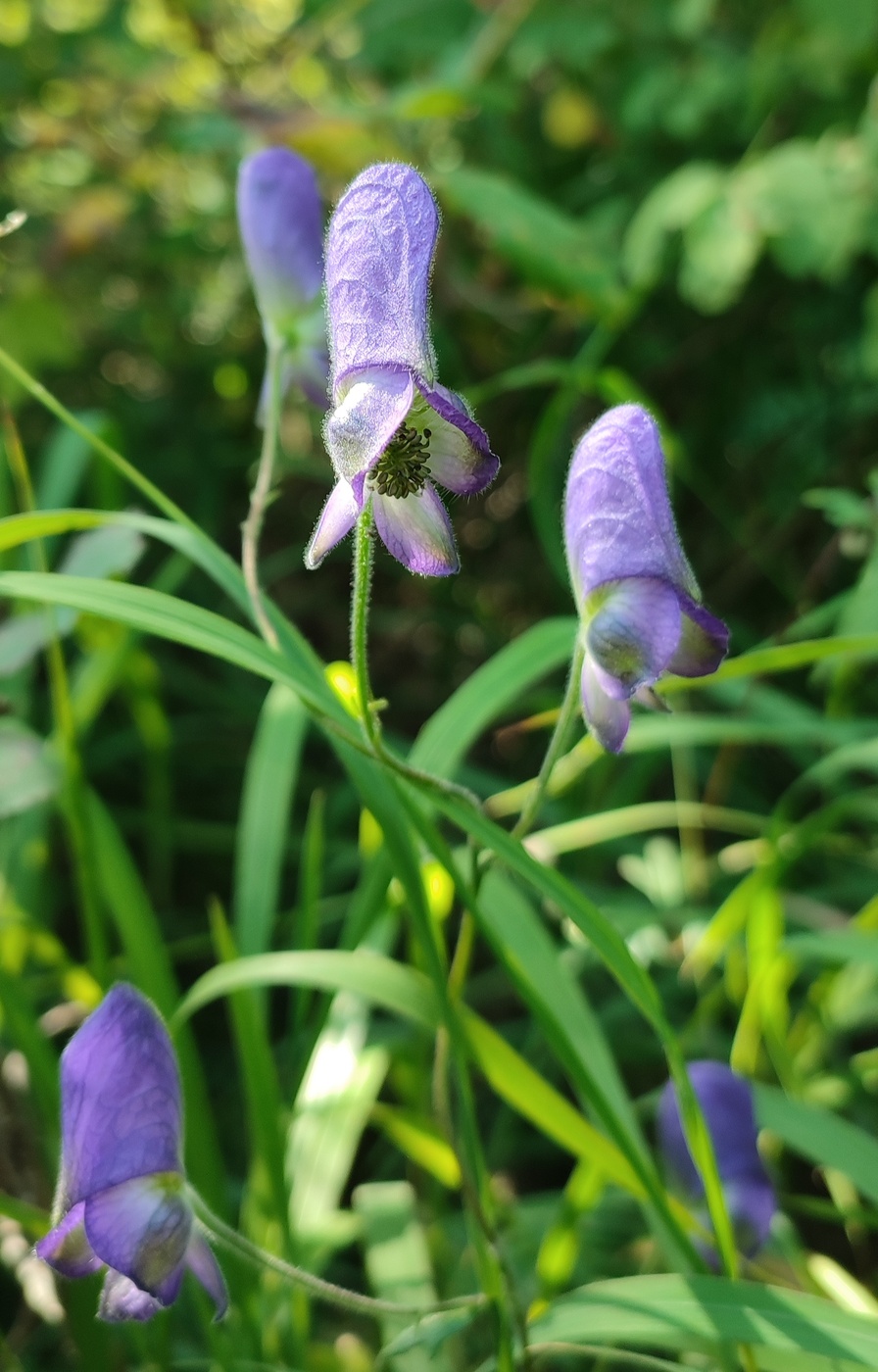 Image of Aconitum volubile specimen.