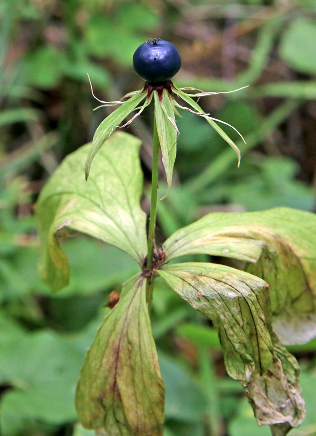 Изображение особи Paris quadrifolia.