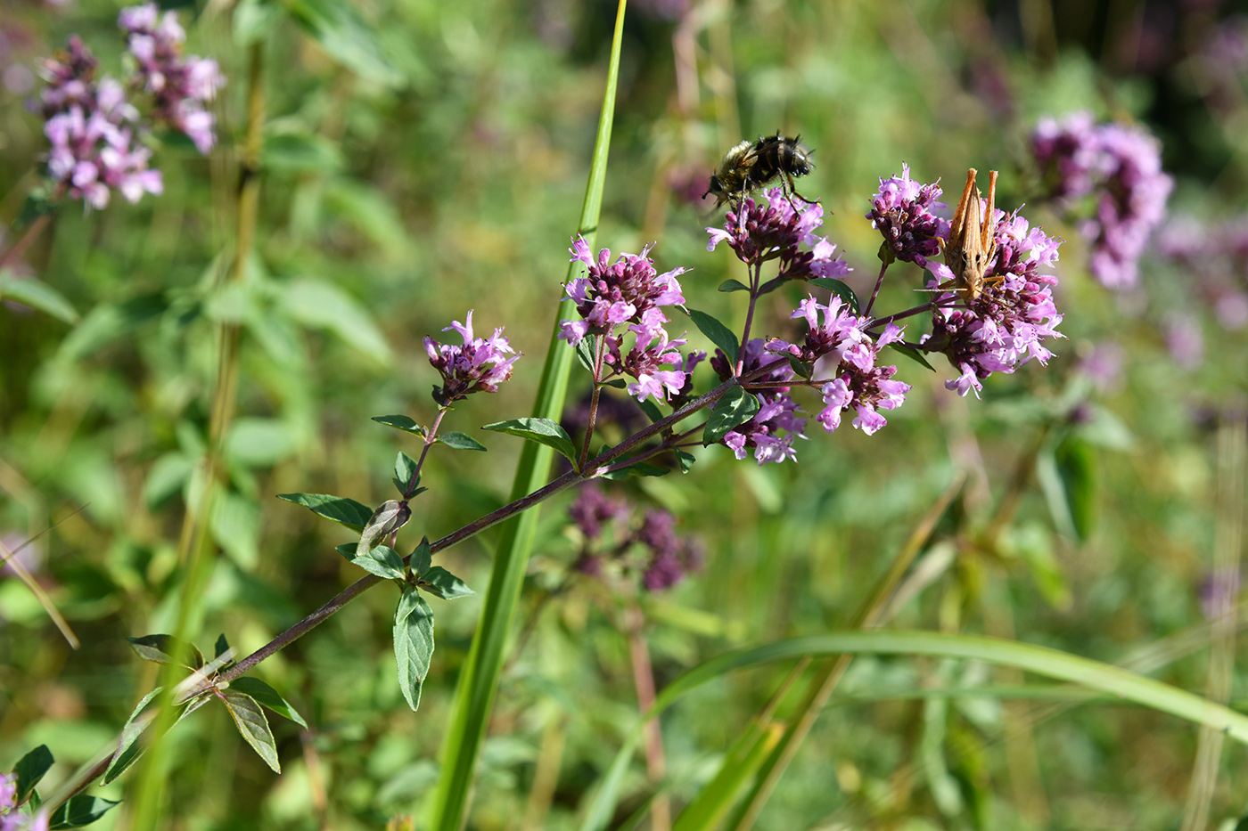 Изображение особи Origanum vulgare.