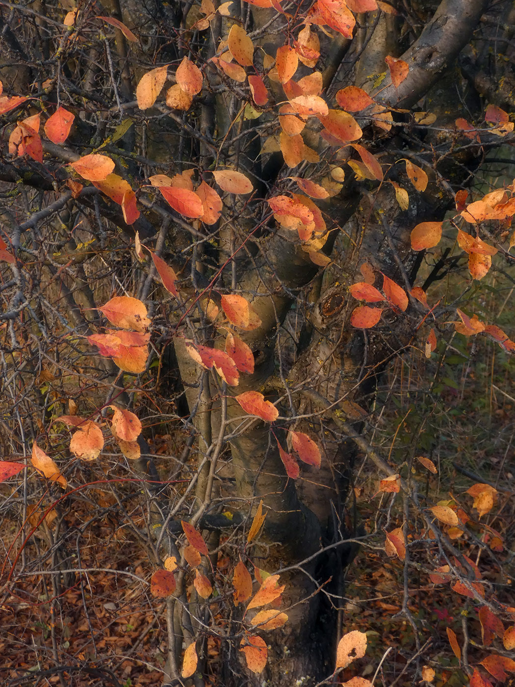 Изображение особи Cerasus vulgaris.