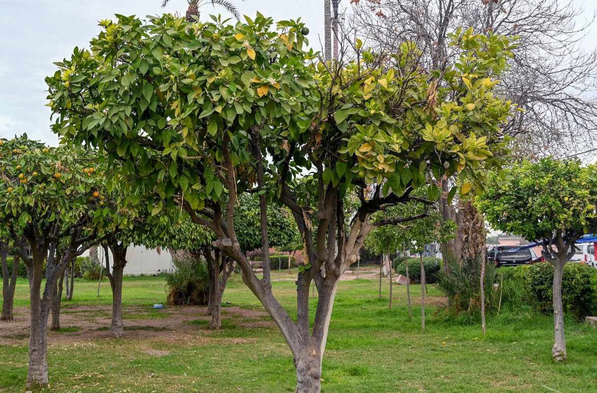 Изображение особи Citrus sinensis.