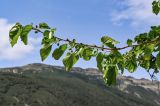 Morus alba. Верхушка ветви с незрелыми соплодиями. Дагестан, Хунзахский р-н, с. Большой Гоцатль, ≈ 1100 м н.у.м., в культуре. 02.05.2022.