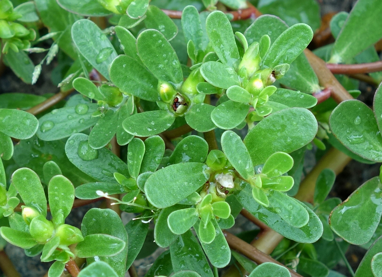 Изображение особи Portulaca oleracea.