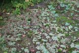 Sedum hispanicum