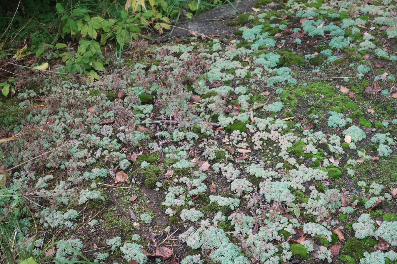 Image of Sedum hispanicum specimen.