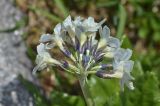 Primula bayernii