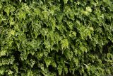 genus Adiantum