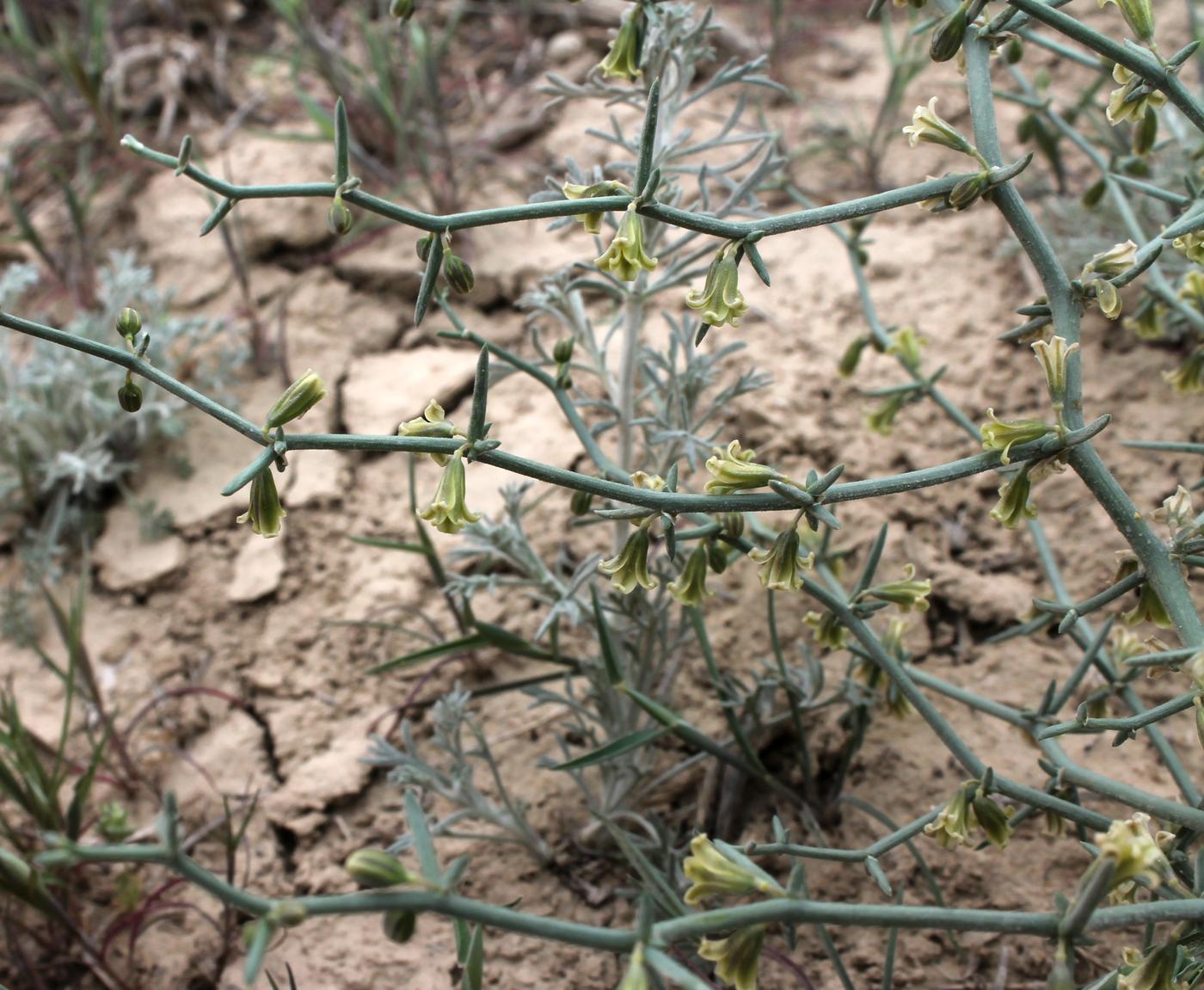 Image of Asparagus breslerianus specimen.