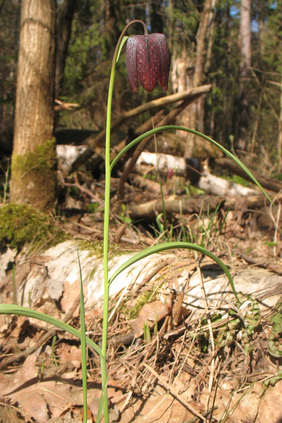 Изображение особи Fritillaria meleagris.