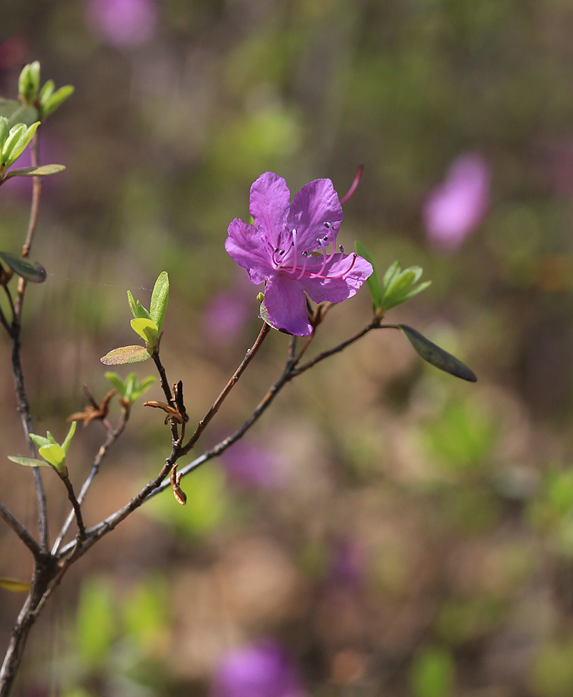 Image of Rhododendron dauricum specimen.