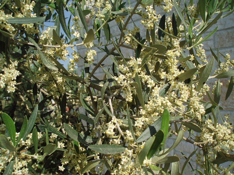 Image of Olea europaea specimen.