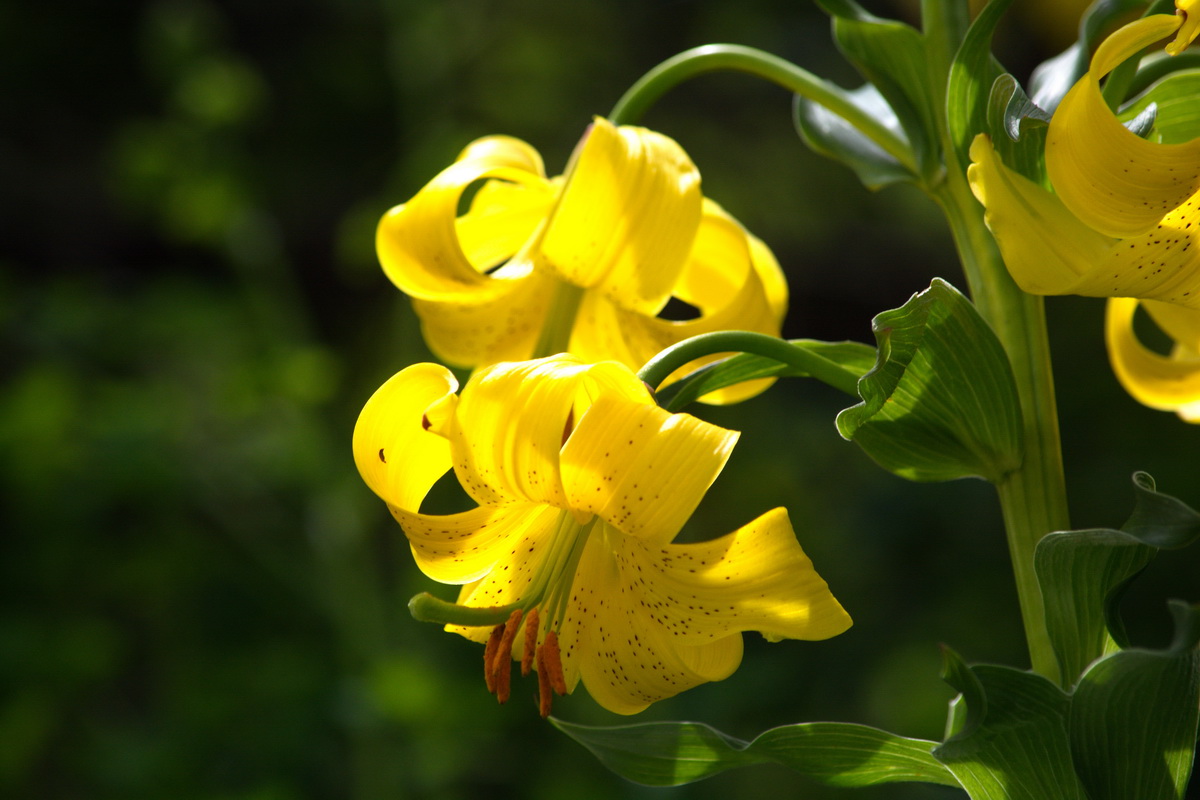 Image of Lilium monadelphum specimen.