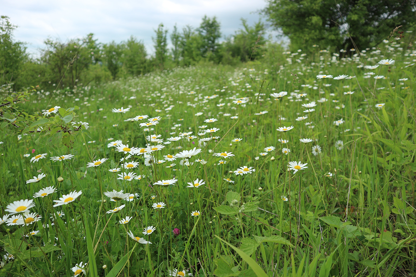 Изображение особи Leucanthemum vulgare.