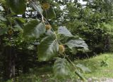 Fagus sylvatica. Верхушка ветви с незрелыми соплодиями. Испания, Каталония, пров. Барселона, комарка Бергеда, муниципалитет Сальдес, подножие горы Педрафорка, окр. смотр. площадки \"Гресолет\", 1557 м н.у.м., смешаный лес на склоне северо-восточной экспозиции. 11.06.2023.