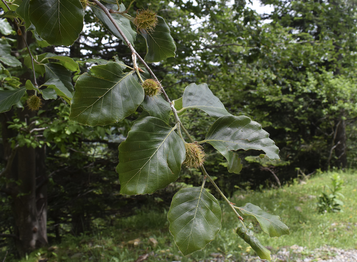 Image of Fagus sylvatica specimen.