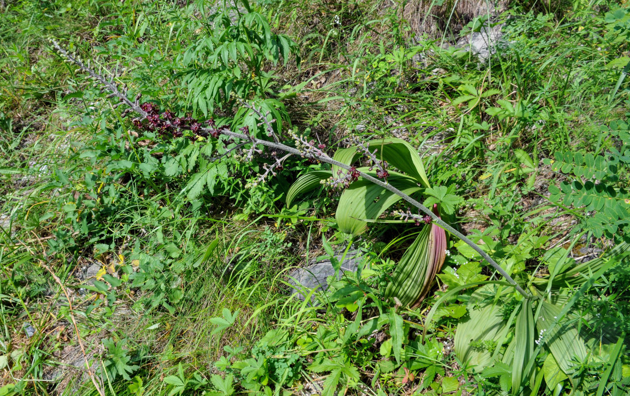 Изображение особи Veratrum nigrum.