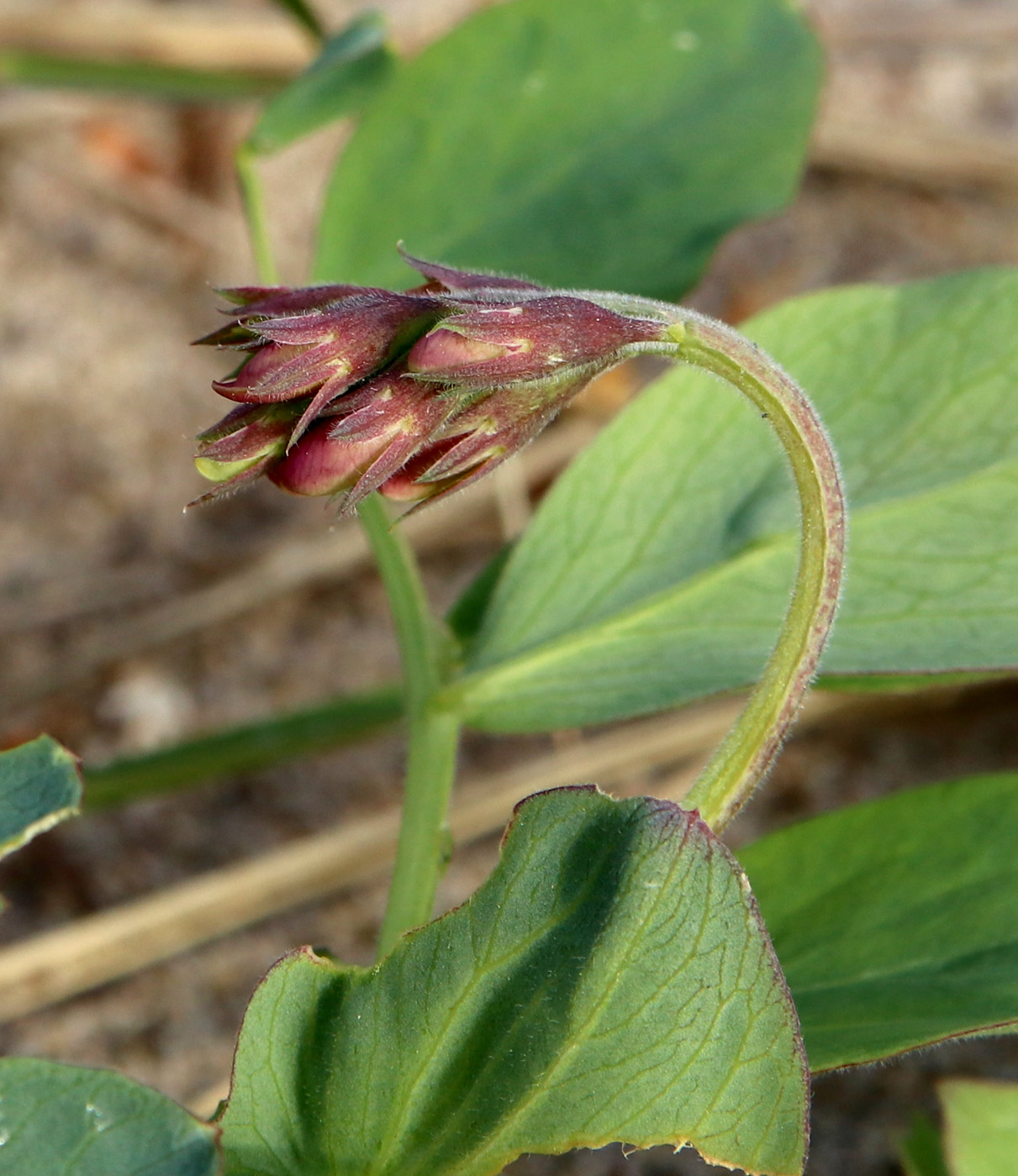 Image of Lathyrus japonicus ssp. pubescens specimen.