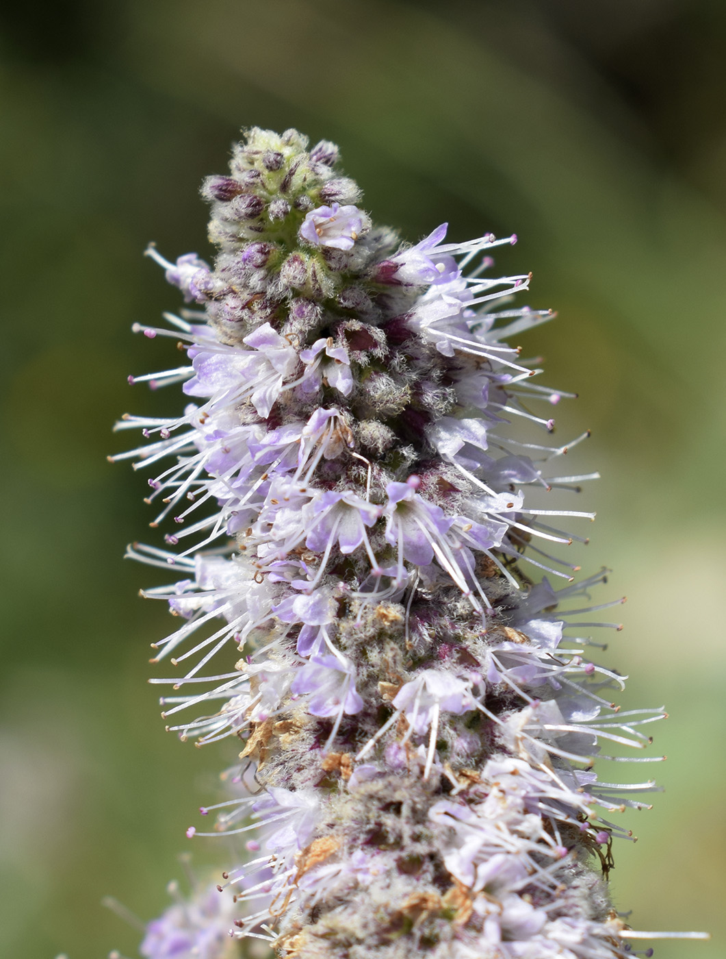 Изображение особи Mentha longifolia.