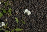 Heliotropium styligerum