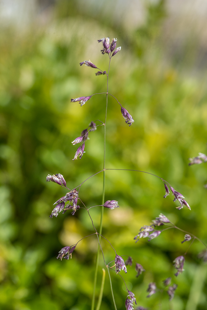 Изображение особи семейство Poaceae.