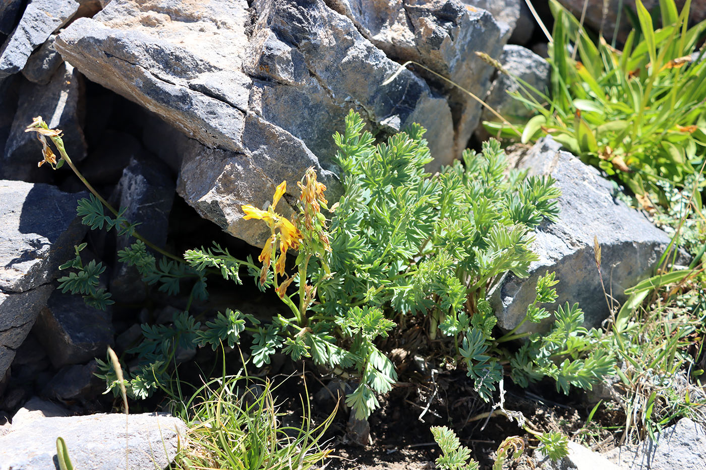 Image of Corydalis gortschakovii specimen.