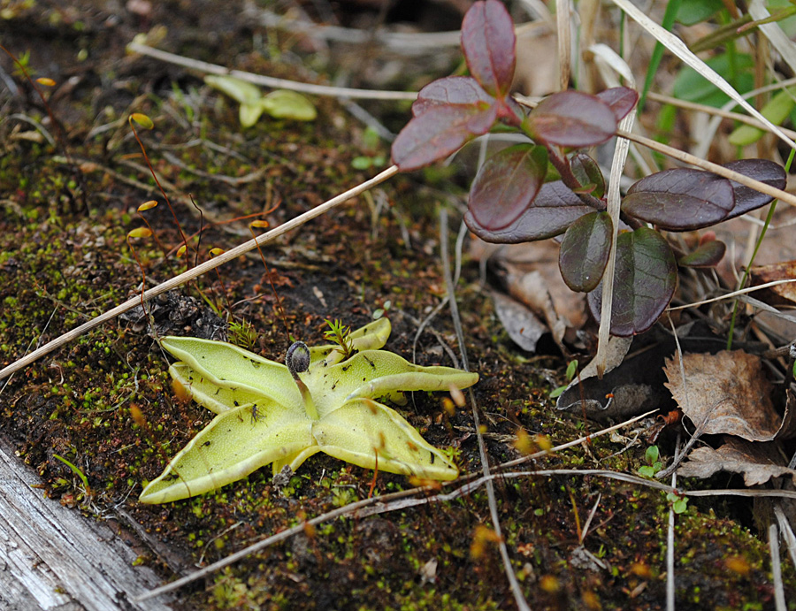 Image of Pinguicula vulgaris specimen.