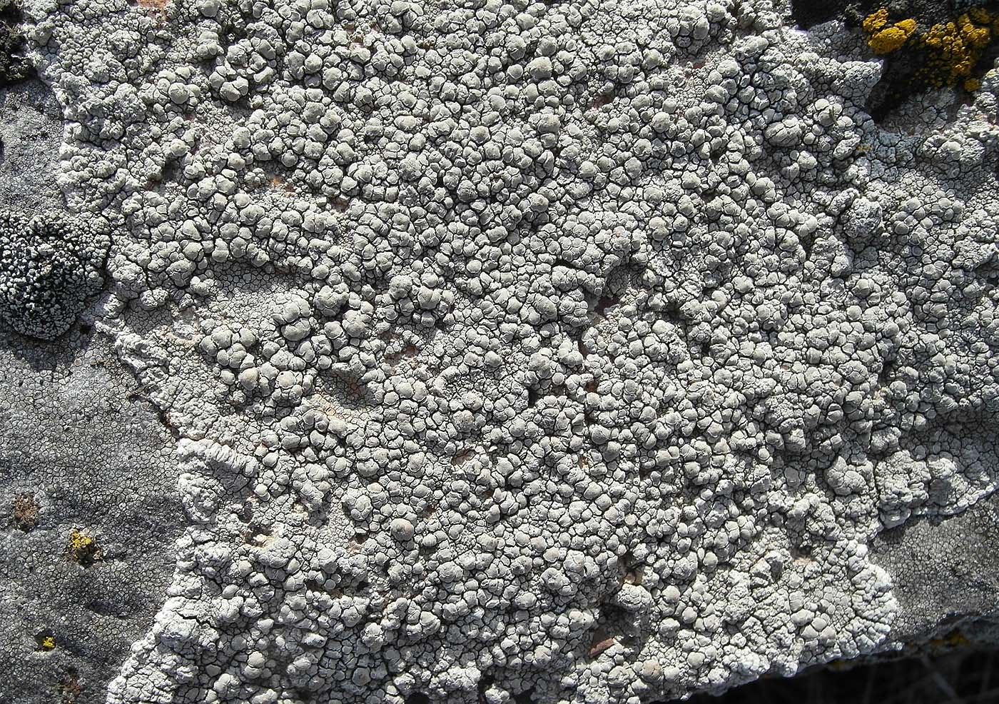 Image of Lecanora rupicola specimen.