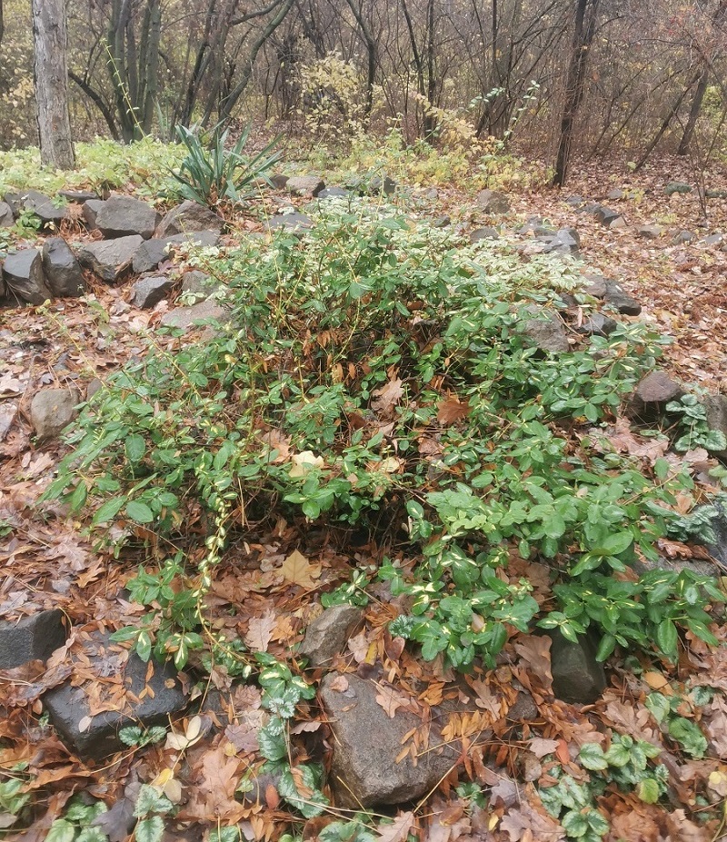 Изображение особи Euonymus fortunei.