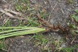 genus Achillea. Основания листьев и корневая система. Чечня, Шаройский р-н, долина р. Цесиахк, 1 км ниже водопада Цеси. 11 августа 2023 г.