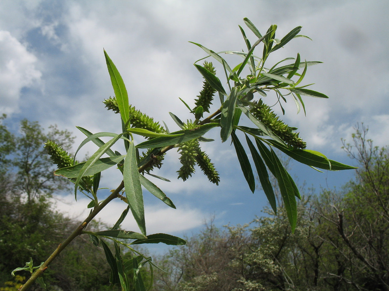 Image of Salix niedzwieckii specimen.