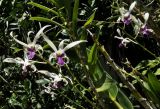 Dendrobium lineale. Верхушка цветущего растения. Вьетнам, провинция Кханьхоа, окр. г. Нячанг, остров Орхидей (Hoa Lan), парк. 07.09.2023.