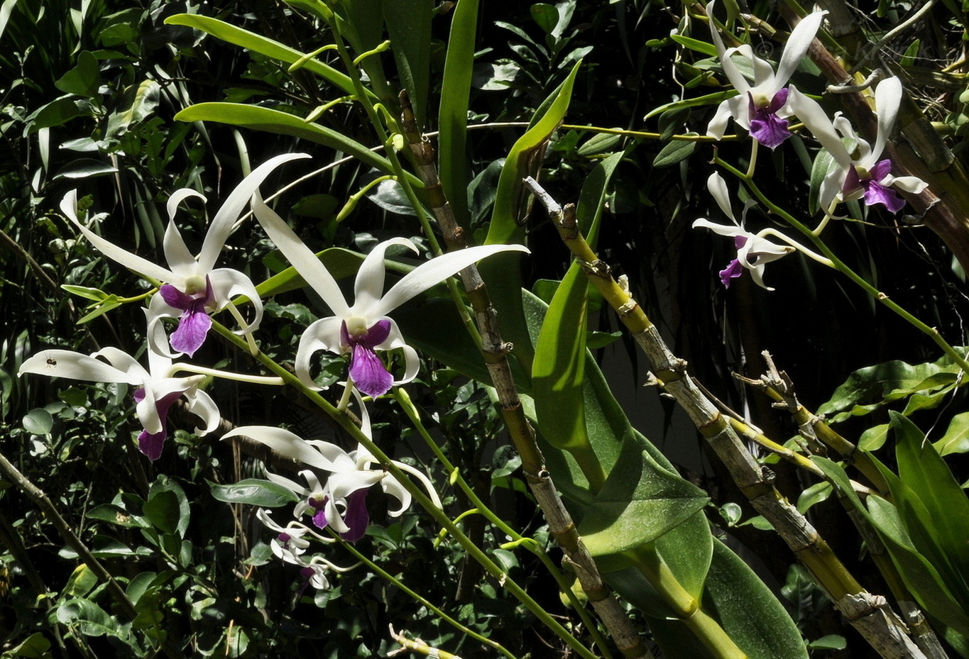 Изображение особи Dendrobium lineale.