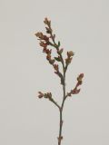 Polygonum arenastrum