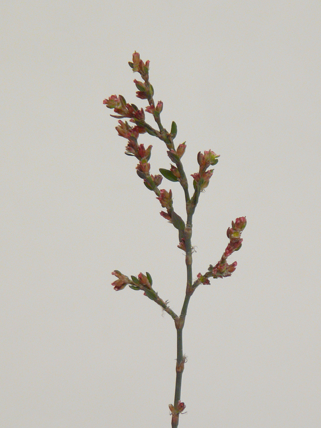 Image of Polygonum arenastrum specimen.