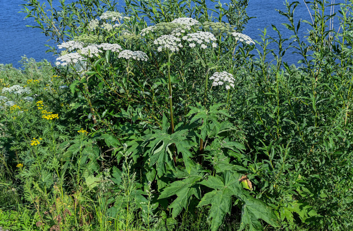 Изображение особи Heracleum dissectum.