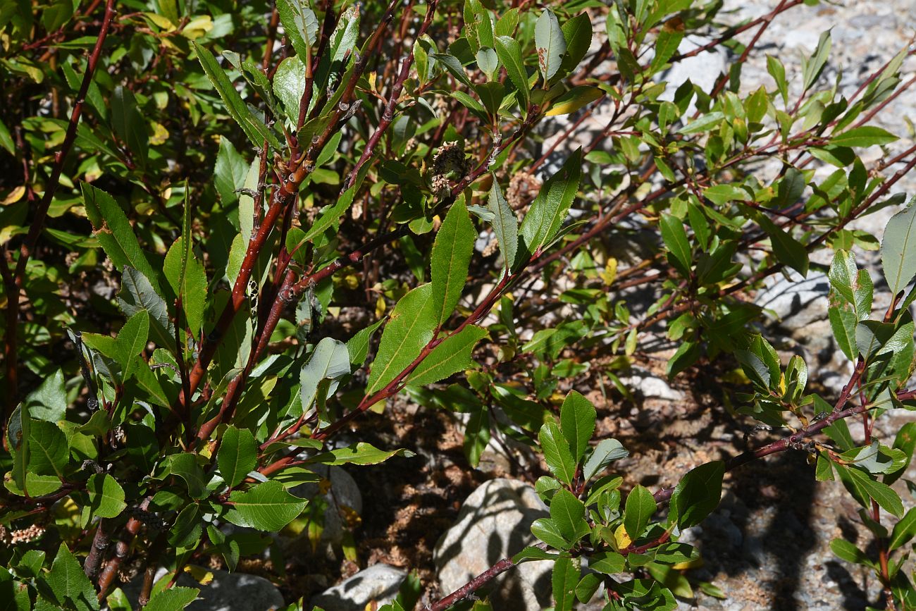 Image of Salix caucasica specimen.