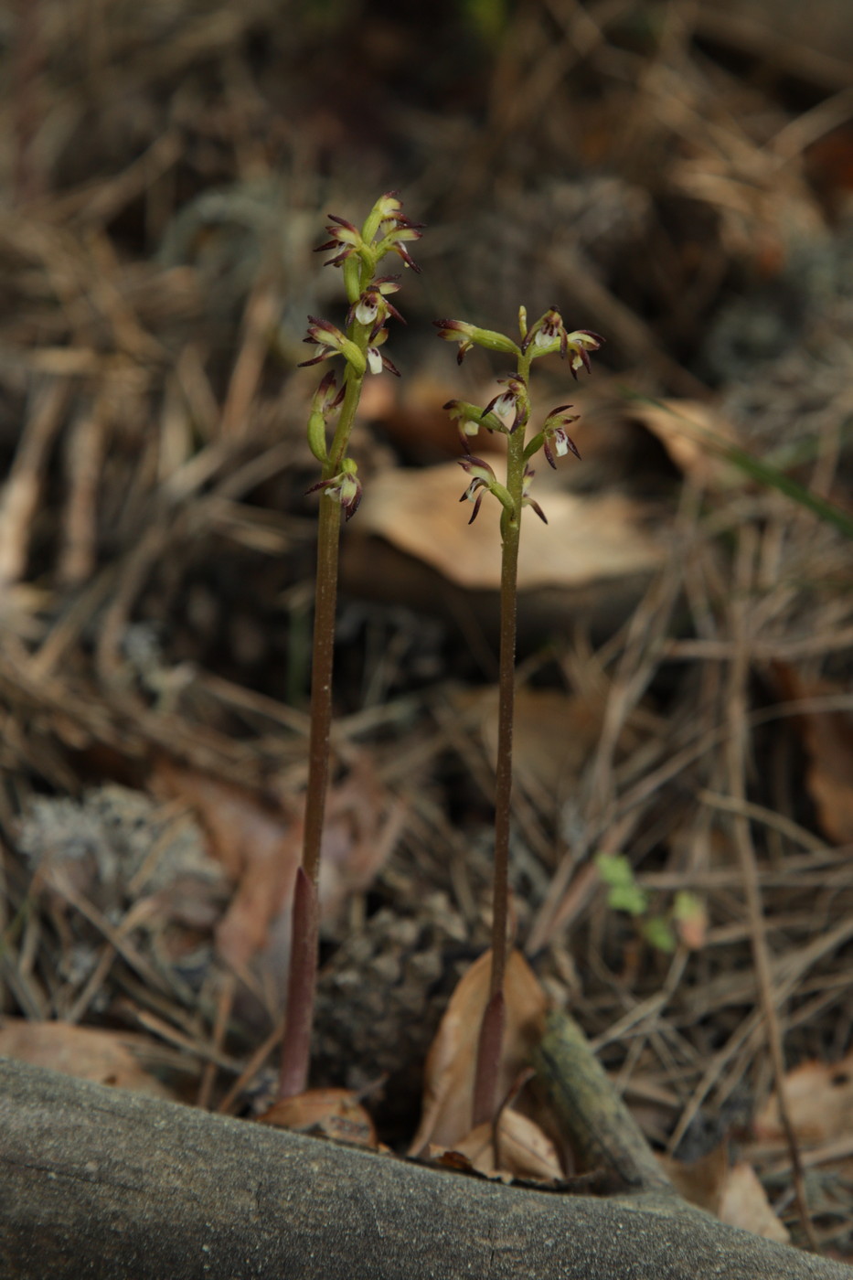 Изображение особи Corallorhiza trifida.