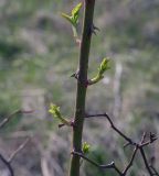 Rosa canina